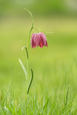 Schachbrettblume CR-Mediendesign Carmen Rieb Schachbrettblume CR-Mediendesign Carmen Rieb