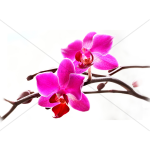 foto_orchideen_1